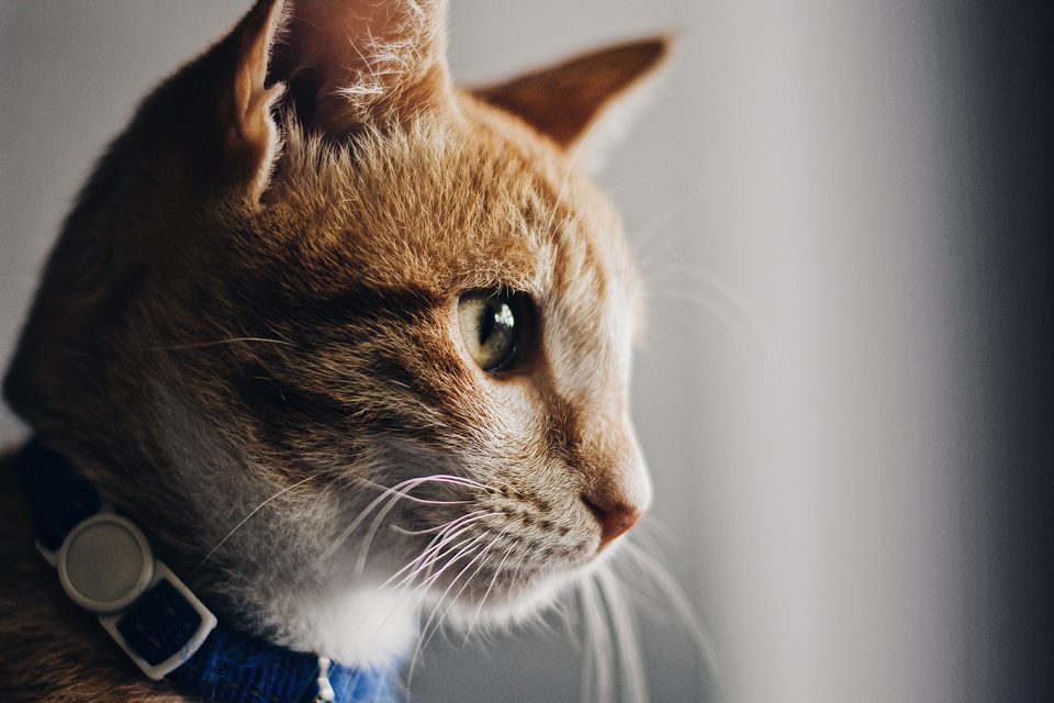 Estados Unidos confirmam primeiros gatos com coronavírus no país