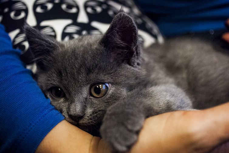 Animais domésticos não transmitem a Covid-19