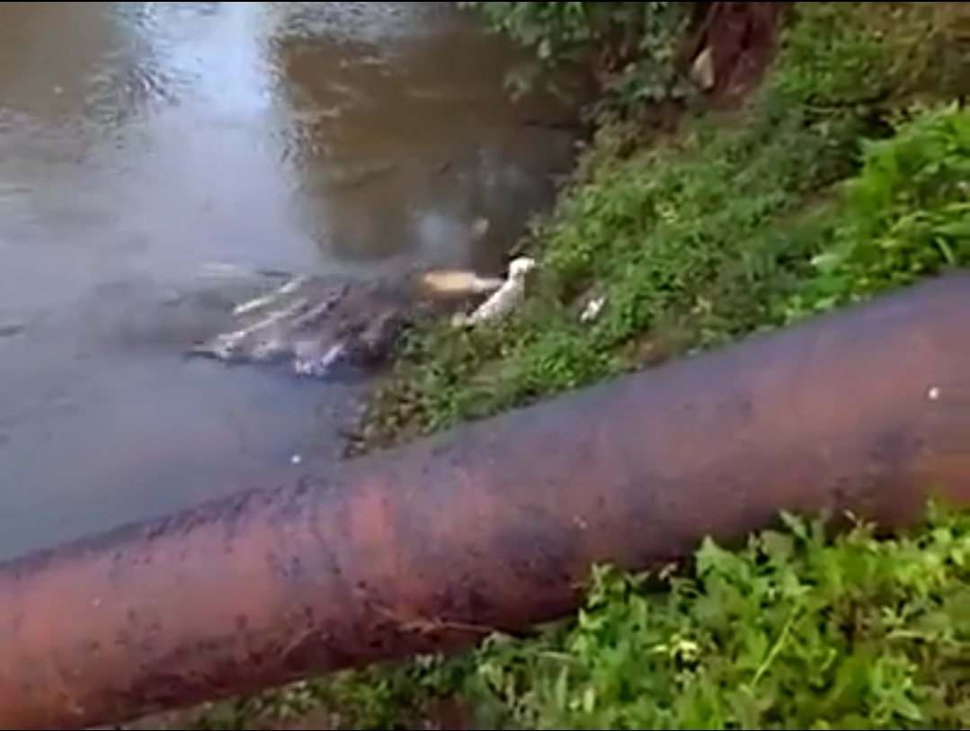 Durante brincadeira em lago, cachorro escapa da morte; veja o vídeo