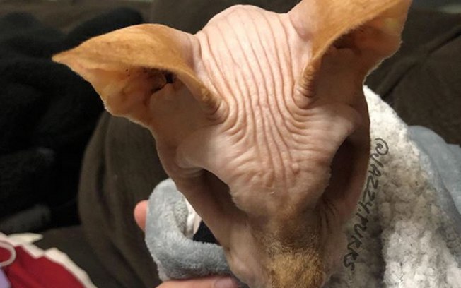 Gatinho que não possui olhos faz sucesso nas redes sociais; veja vídeo