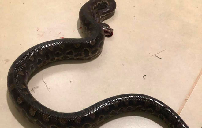 Cobra invade escola na hora da votação e causa pânico aos eleitores; veja vídeo