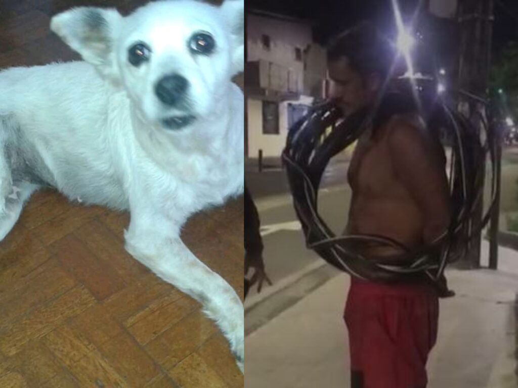 Com medo de ser preso ladrão de fio arremessa cachorro na polícia em Manaus; veja vídeo