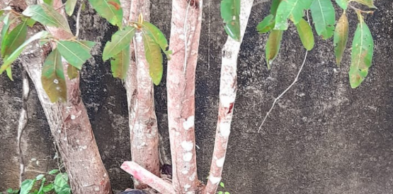 Imagens fortes: homem é amarrado em tronco de árvore e torturado até a morte, no Amazonas