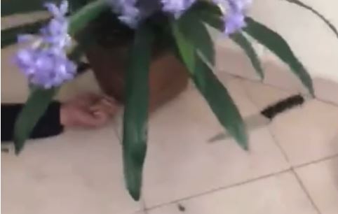 Empresário estoura a cabeça de bandidos que invadiram a sua casa e esposa filma tudo; veja vídeo