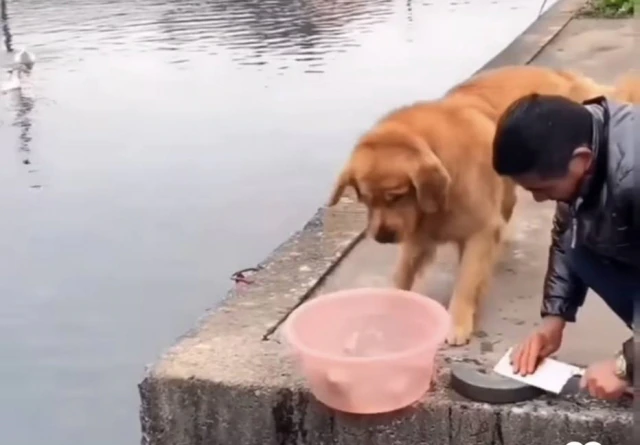 Cachorro impede que peixes sejam cortados e vídeo viraliza na internet; veja