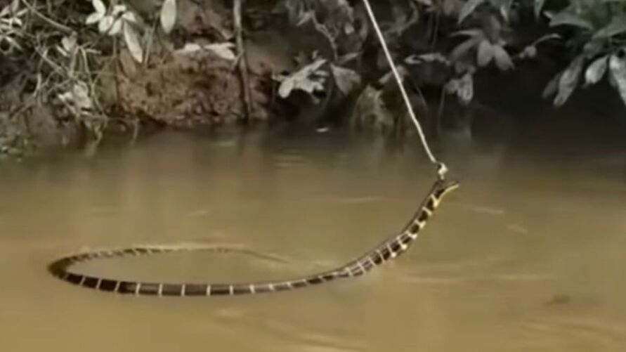 Deixou a vara na espera, mas olha o que apareceu na isca