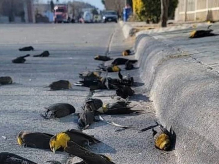 Assustador! Centenas de pássaros aparecem mortos sem explicação em cidade do México